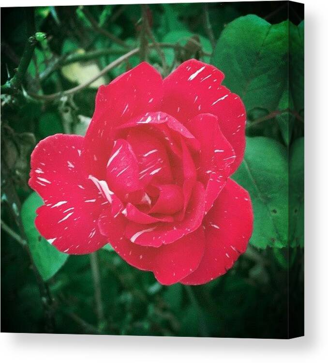 Exotic Canvas Print featuring the photograph #red #rose #flower #color #colour by Juan Parafiniuk