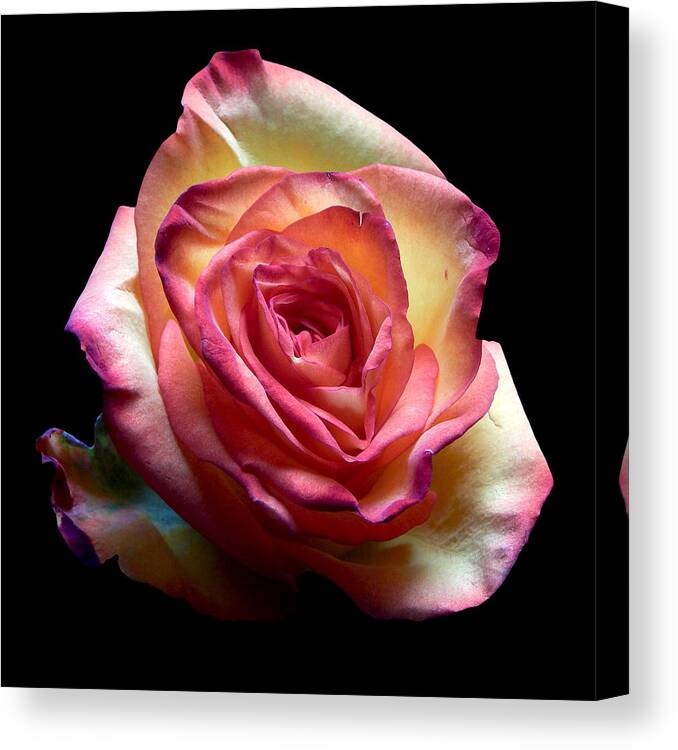 Flowers Canvas Print featuring the photograph Red Rose I Still Life Flower Art Poster by Lily Malor