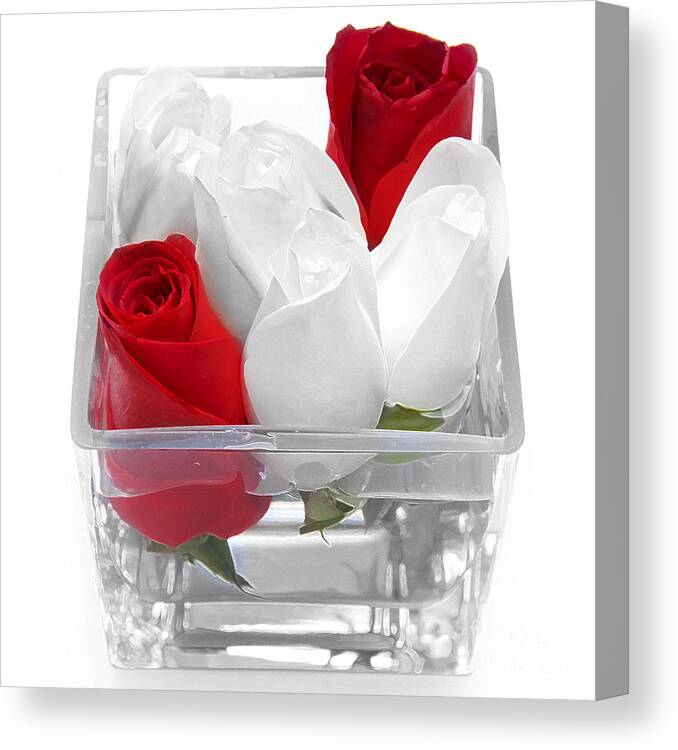 Rose Canvas Print featuring the photograph Red Versus White Roses by Andee Design