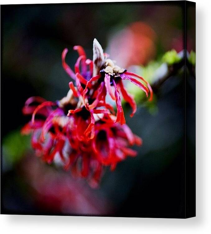 Igersoftheday Canvas Print featuring the photograph Red Witch Hazel. #instagood by Kevin Smith