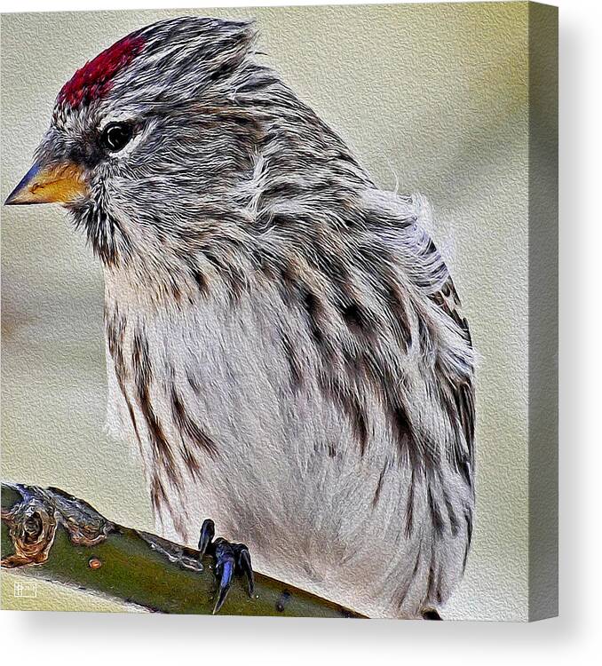 Pavelle Fine Art Canvas Print featuring the digital art Redpoll Branch by Jim Pavelle