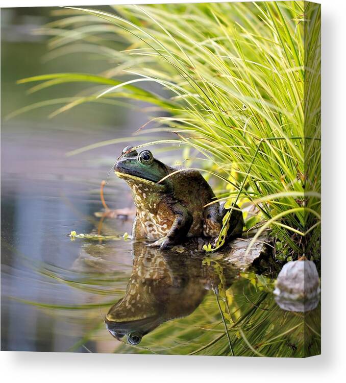 Reflection Canvas Print featuring the photograph Reflecting by Katherine White