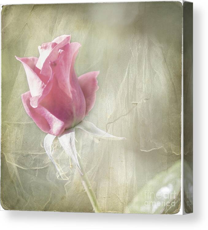 Rose Canvas Print featuring the photograph Reminiscing by Linda Lees