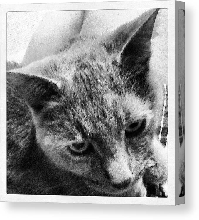 Love Canvas Print featuring the photograph #rightnow Sitting On My Lap #purring Up by Teresa Mucha