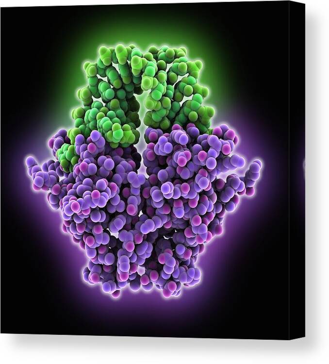Piwi-like Protein 1 Canvas Print featuring the photograph RNA-silencing protein with RNA by Science Photo Library