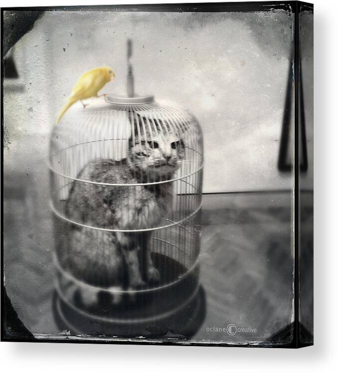Bird Canvas Print featuring the photograph Role Reversal by Tim Nyberg