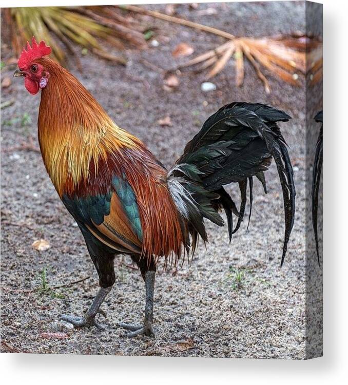 Freerange Canvas Print featuring the photograph #rooster #chickens #freerange by Raw Image Photo