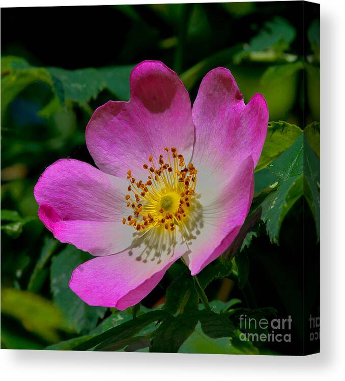 Dog Rose Canvas Print featuring the photograph Rosa Canina - The dog Rose by Martyn Arnold