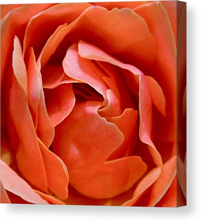 Rose Canvas Print featuring the photograph Rose Abstract by Rona Black