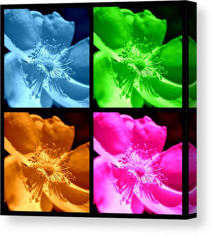 Rose Canvas Print featuring the photograph Rose Collage by Kelly Nowak