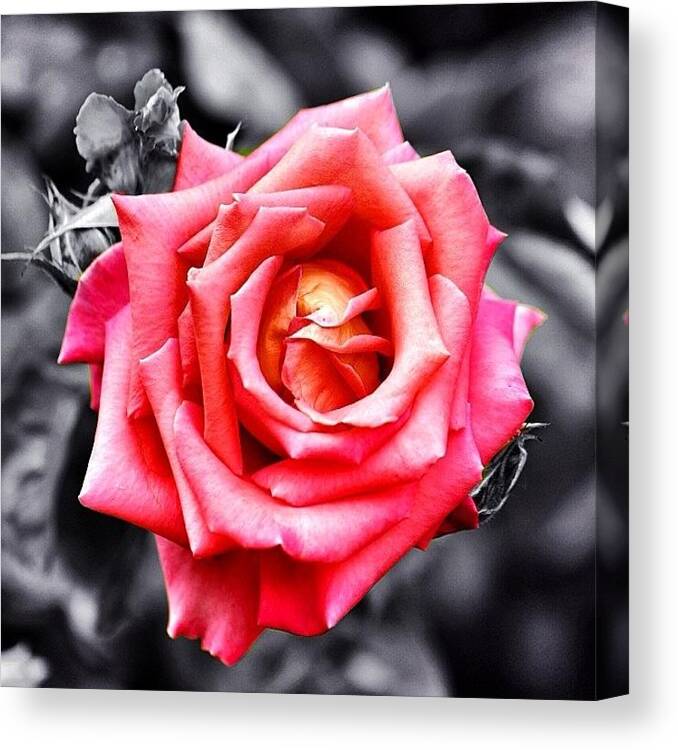 Nature Canvas Print featuring the photograph #rose #colorsplash #fiore #rosa by Luisa Azzolini