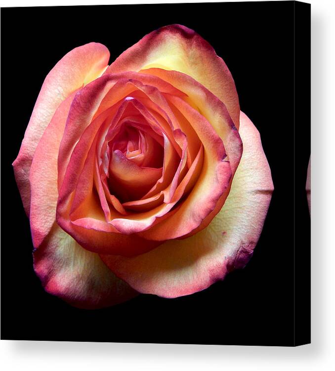 Flowers Canvas Print featuring the photograph Rose II Still Life Flower Art Poster by Lily Malor
