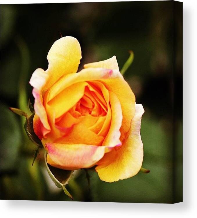 Beautiful Canvas Print featuring the photograph Rose by Luisa Azzolini