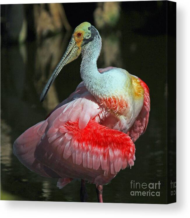 Roseate Spoonbill Canvas Print featuring the photograph Roseate preening by Larry Nieland