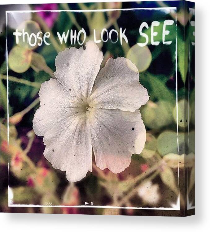 Flower Canvas Print featuring the photograph #rosecampion #blooming Today. #white by Teresa Mucha