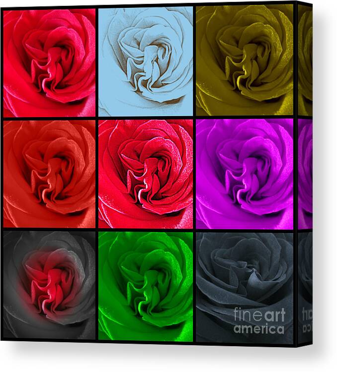Roses Canvas Print featuring the photograph Roses 9 Ways by Clare Bevan