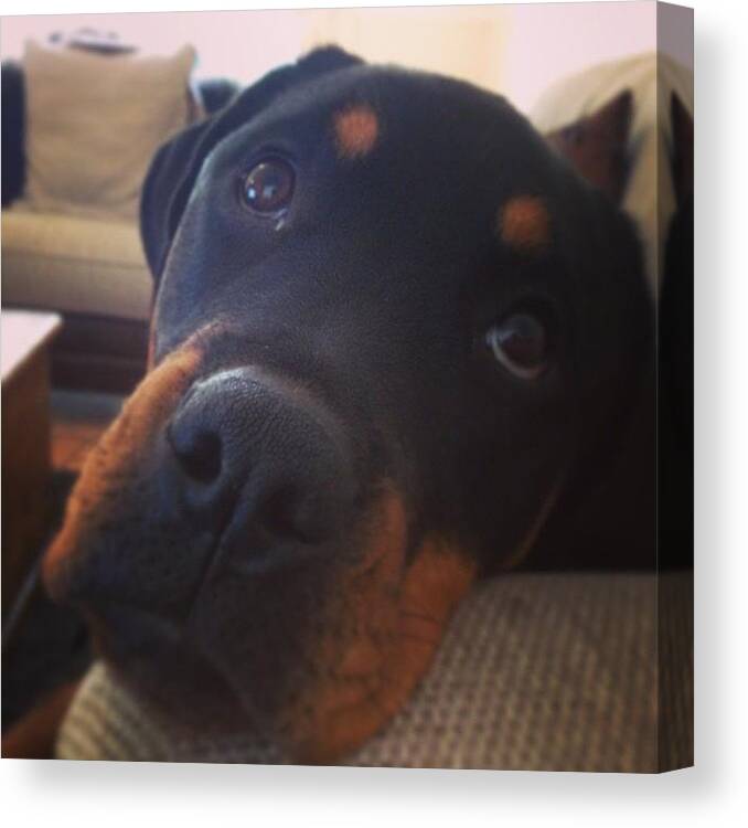 Rottweiler Canvas Print featuring the photograph #rottweiler #dog #sofa #cute by Louise Jose