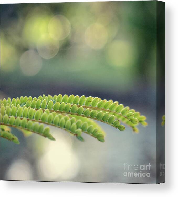 Tree Canvas Print featuring the photograph Royal Poinciana by Diane Enright