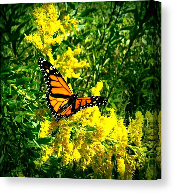 Butterfly Canvas Print featuring the photograph Royalty II by Al Harden