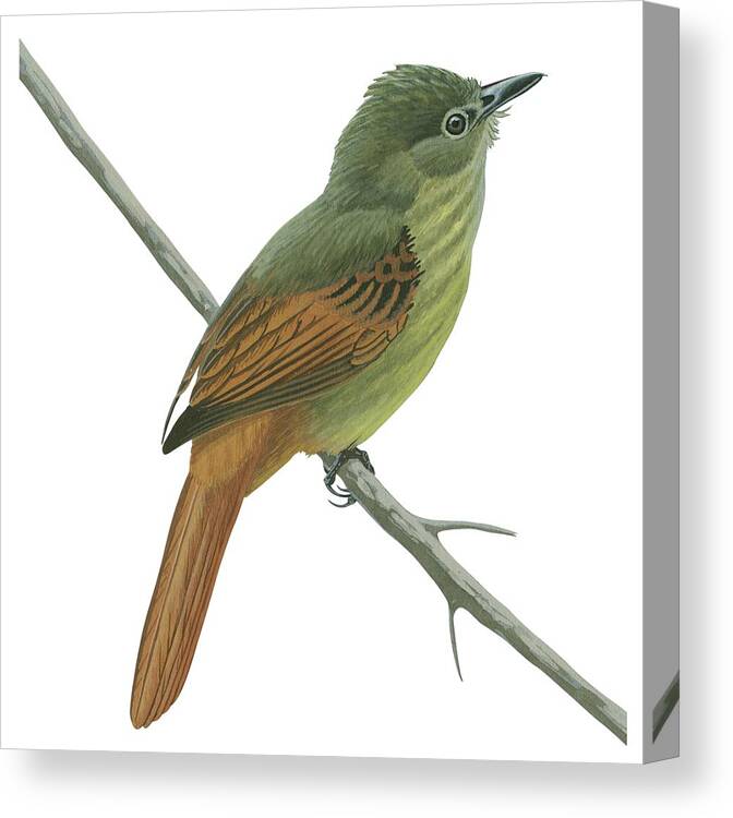 No People; Horizontal; Side View; Full Length; White Background; One Animal; Animal Themes; Nature; Wildlife; Illustration And Painting; Branch; Rufous-tailed Flatbill; Ramphotrigon Ruficauda Canvas Print featuring the drawing Rufous tailed flatbill by Anonymous