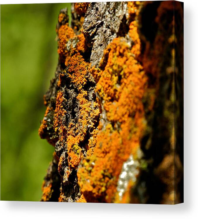 Pine Tree Canvas Print featuring the photograph Rusty Moss and Green Bokeh by Kirsten Giving