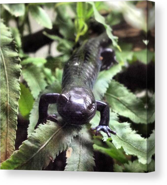  Canvas Print featuring the photograph Salamander by Christy Beckwith