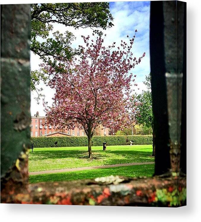 Beautiful Canvas Print featuring the photograph Same Cherry Blossom. #nature #tree by Luis Aviles