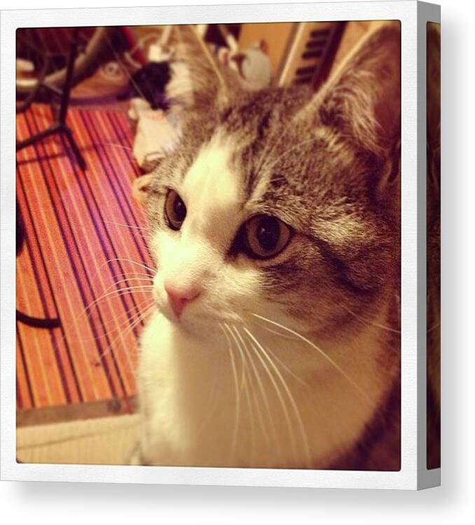 Cute Canvas Print featuring the photograph Sammy Cat, Come To Say Hello At by Samantha Charity Hall