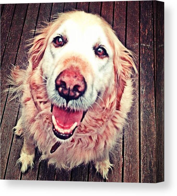 Golden Canvas Print featuring the photograph Sassy Girl #puppy #dog #labrador by Emily Hames