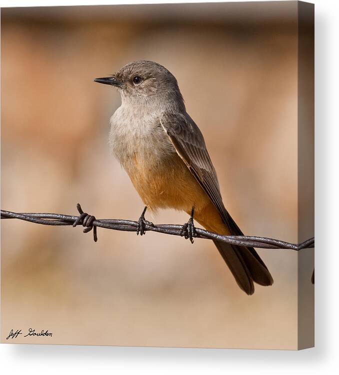 Animal Canvas Print featuring the photograph Say's Phoebe on a Barbed Wire by Jeff Goulden
