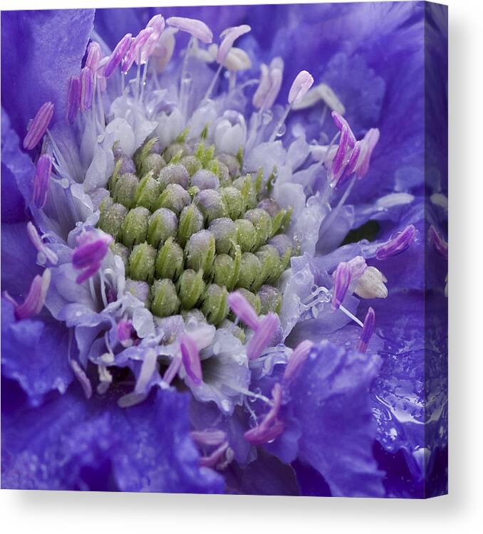 Scabiosa Print Canvas Print featuring the photograph Scabiosa by Diane Fifield