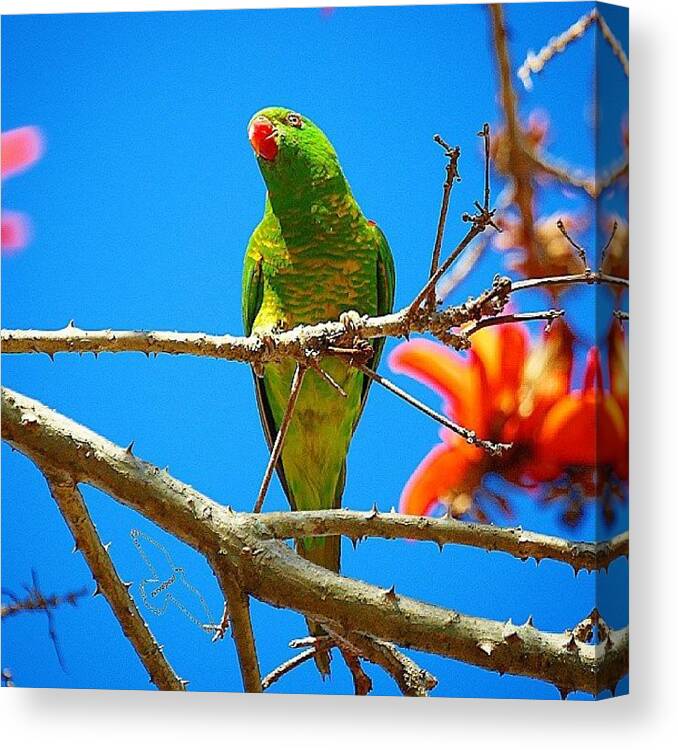 Scaly Breasted Lorikeet Canvas Print featuring the photograph Scaly breasted Loerikeet by Paul Rushworth