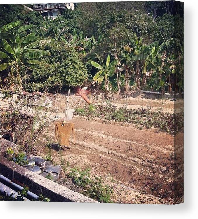 Farm Canvas Print featuring the photograph Scarecrow Made With Someone's by TC Li