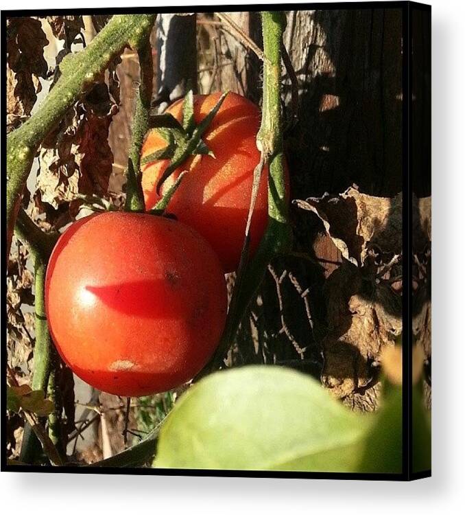 Plant Canvas Print featuring the photograph Scenes From The Trail-- Street Garden by Kevin Previtali