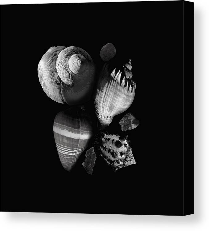 Shells Canvas Print featuring the photograph Sea Shells and Stones still life by Ann Powell