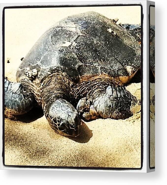 Sea Turtle Canvas Print featuring the photograph Sea Turtle Basking On Shore by JP Latkovic