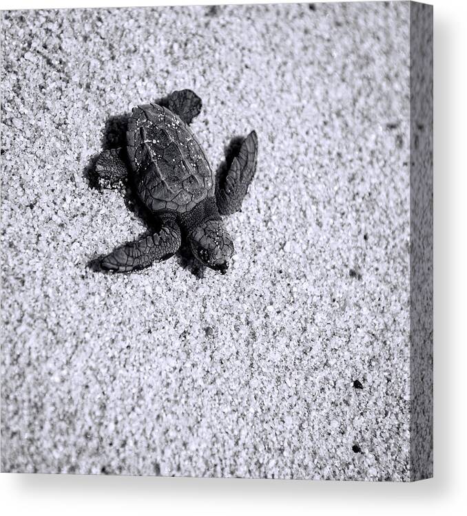 Los Cabos Canvas Print featuring the photograph Sea Turtle in Black and White by Sebastian Musial