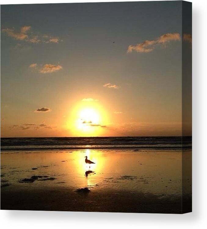 Iphoneonly Canvas Print featuring the photograph #seagull #hot_shotz #instacool by Tony Sinisgalli