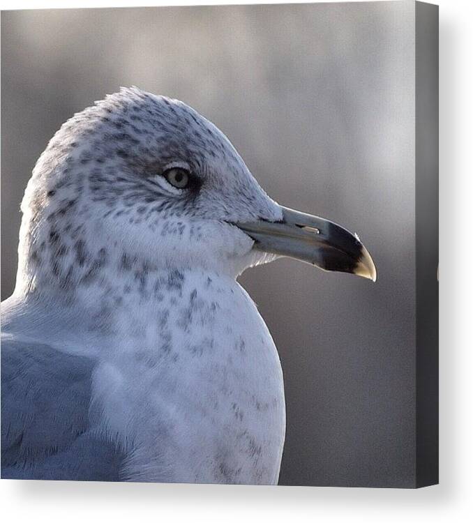 Seagulls Canvas Print featuring the photograph #seagull #seagulls #gull #gulls #bird by Tiffany Anthony