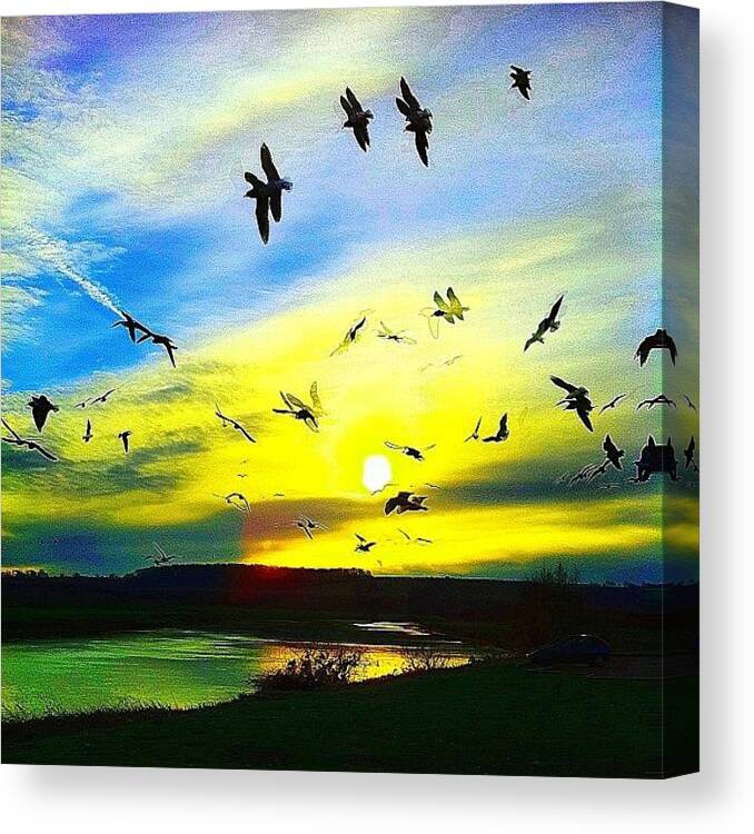 Beautiful Canvas Print featuring the photograph Seagull Sunrise by Urbane Alien