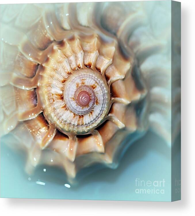 Seashell Wall Art 13 Canvas Print featuring the photograph Seashell Wall Art 13 - Spiral of Harpa Ventricosa by Kaye Menner