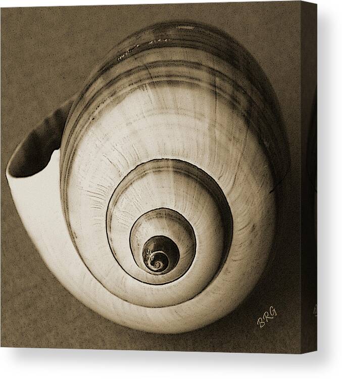 Seashell Canvas Print featuring the photograph Seashells Spectacular No 25 by Ben and Raisa Gertsberg