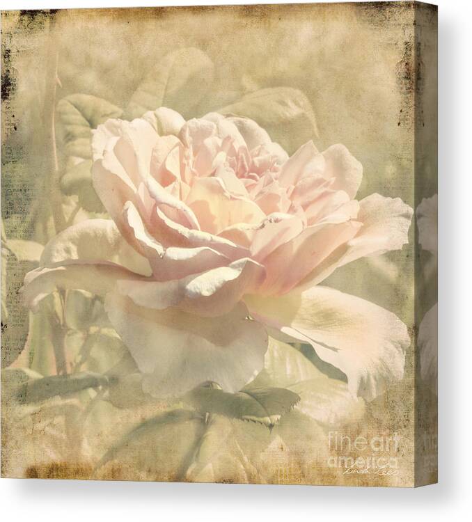 Rose Canvas Print featuring the photograph Secondhand Rose by Linda Lees