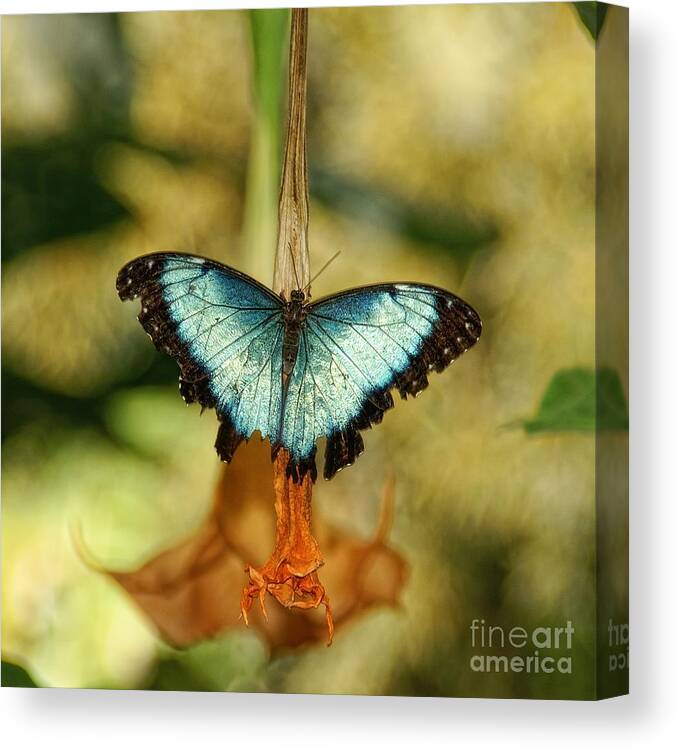 Butterfly Canvas Print featuring the photograph Seen Better Days by Peggy Hughes