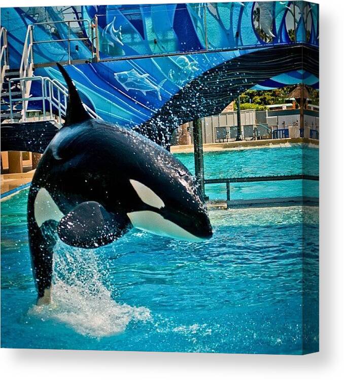 Nikon_photography Canvas Print featuring the photograph Shamu #seaworld #nikonphotography by Phil Day