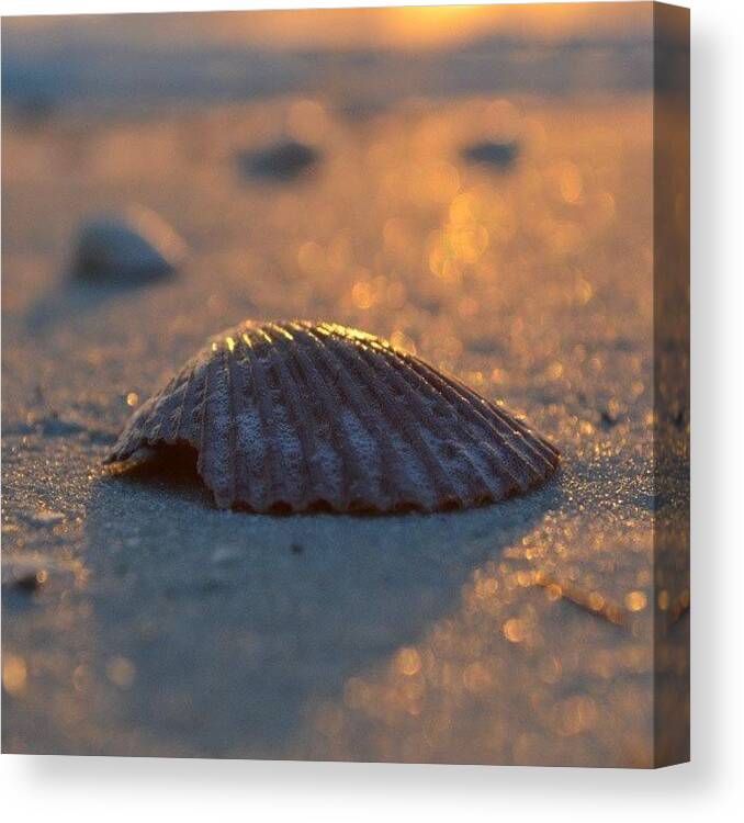 Shell Canvas Print featuring the photograph Shell by Alexa V