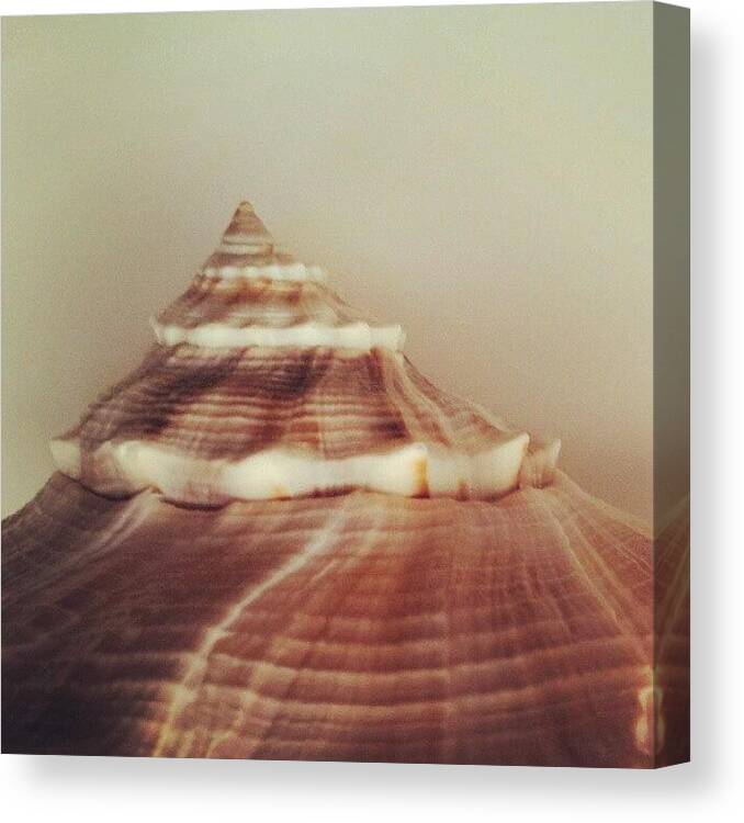 Seashells Canvas Print featuring the photograph Shell by Esther Huinink 