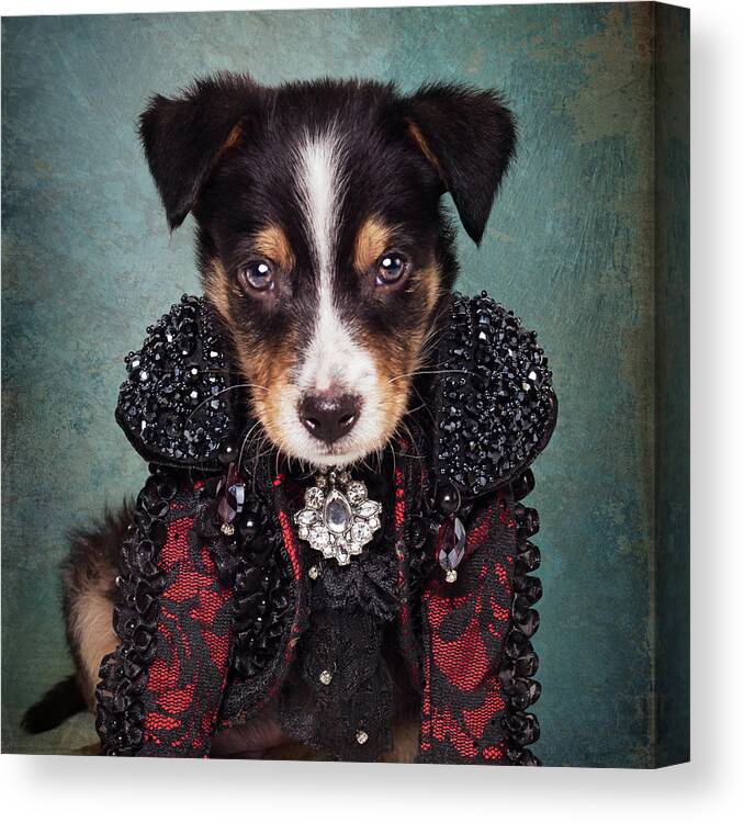 Adoptable Canvas Print featuring the photograph Shelter Pets Project - Loki by Tammy Swarek