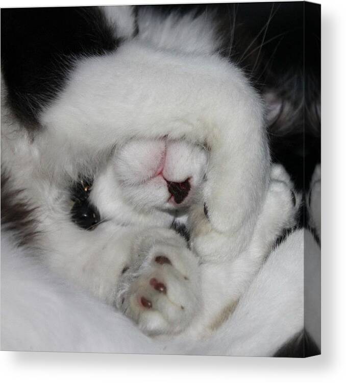 Petstagram Canvas Print featuring the photograph Shhhh Mayhem Is Sleeping <3 My by Smilesinseconds Bryant