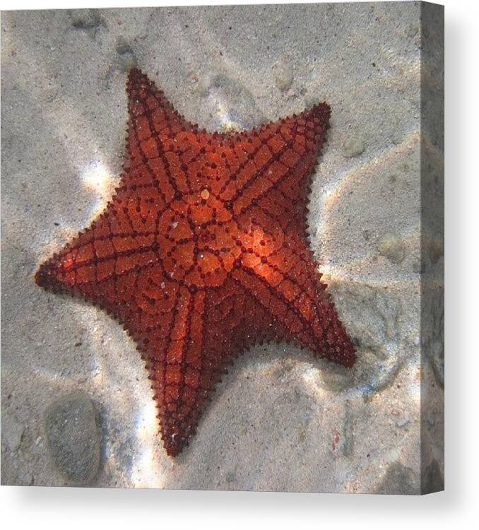  Canvas Print featuring the photograph Shining Star Of The Sea by Dave Johnson